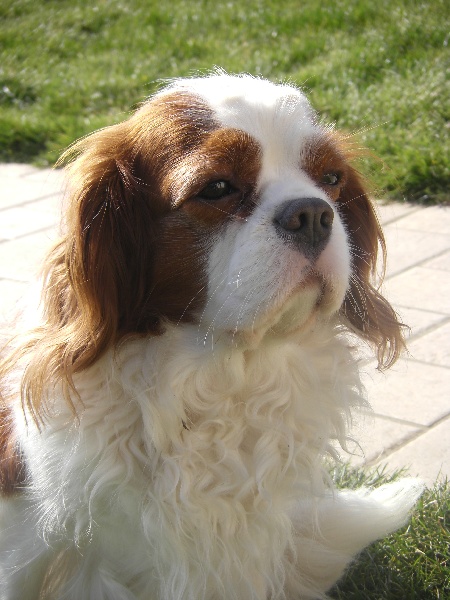 Charly brown De castel peyrac