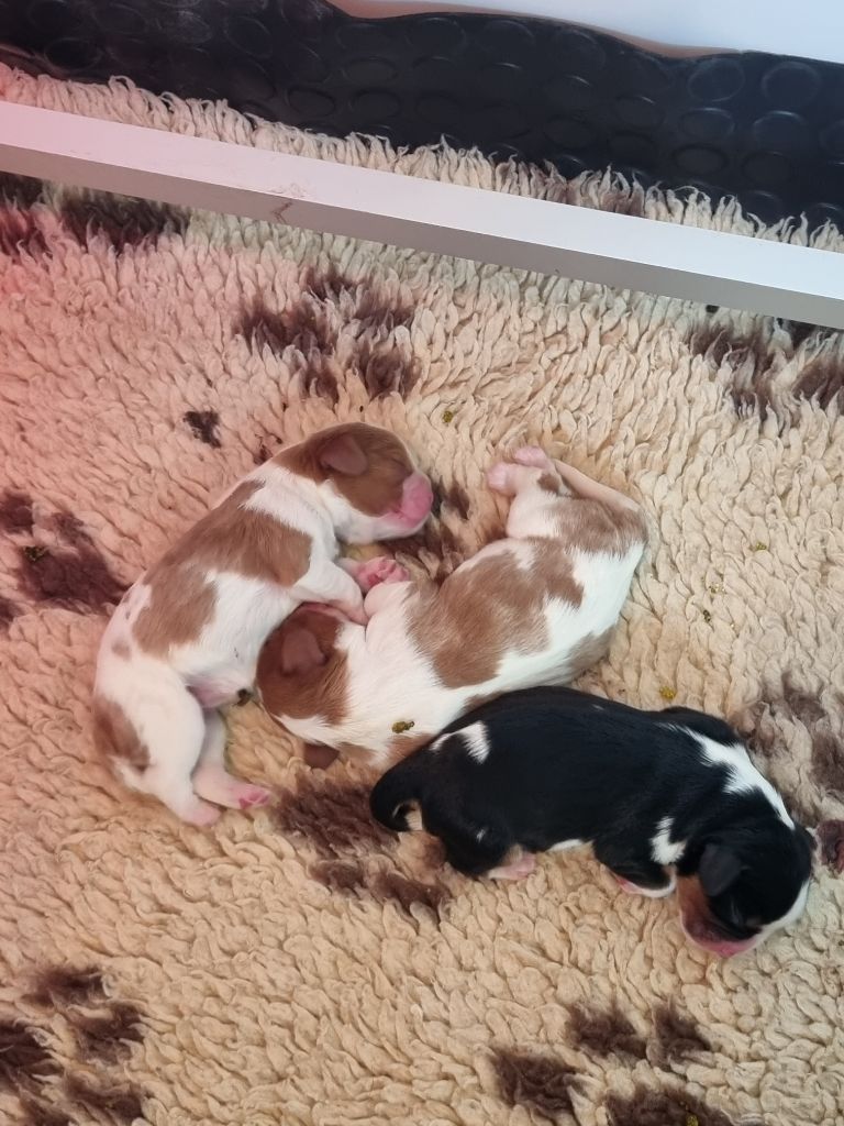 Chiot Cavalier King Charles Spaniel De La Vallee D'Ondine