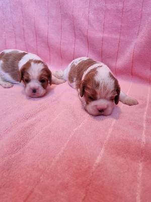 CHIOT