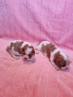 CHIOT